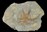 Two Ordovician Brittle Stars (Ophiura) - Morocco #154152-1